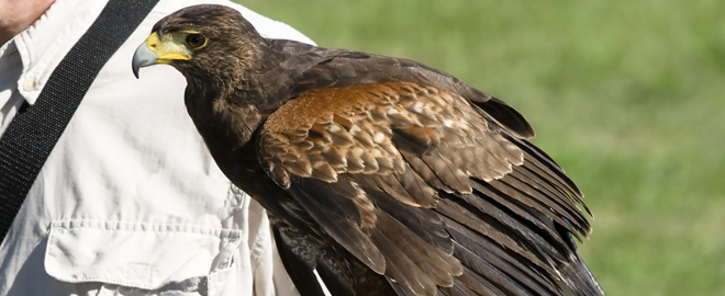 Falconry Apprentice Course, Yuba City